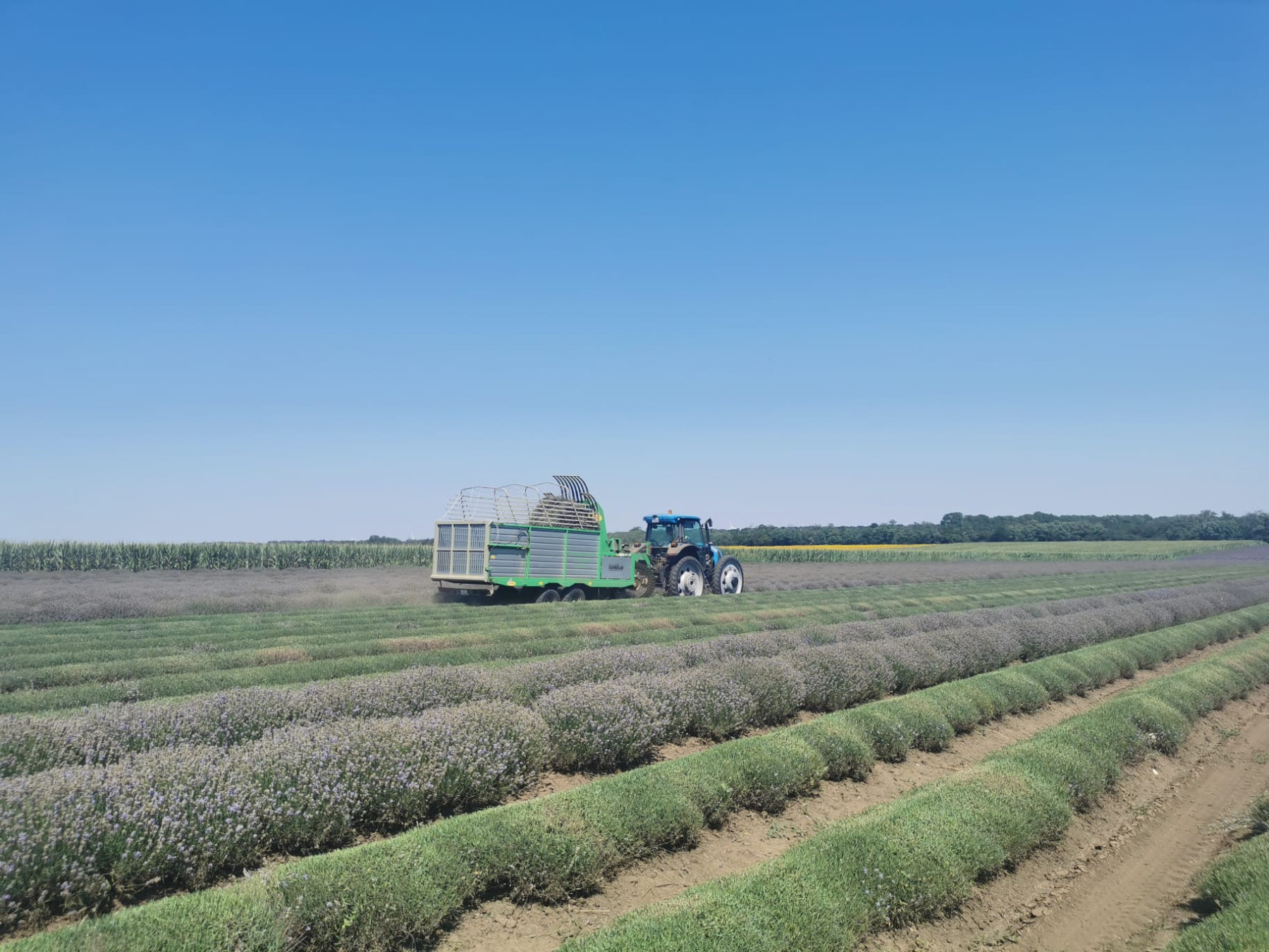 If the lavender area is not reduced, the industry will agonize