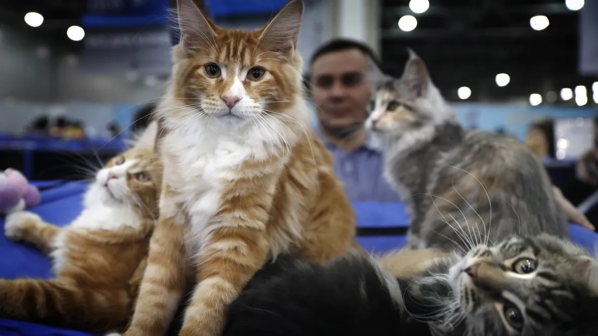 14-те най-гальовни породи котки 