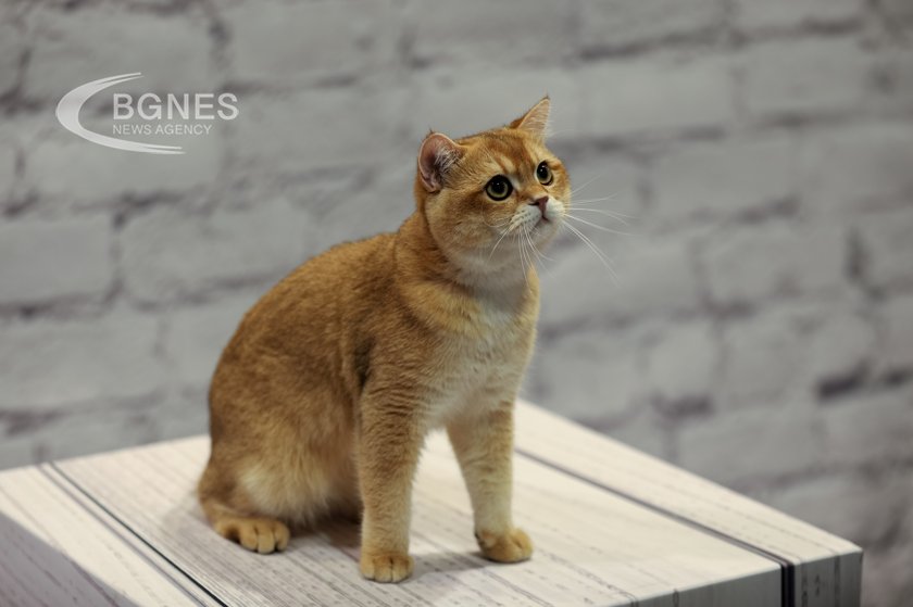 Котките вегани са по-здрави от тези, които ядат месо