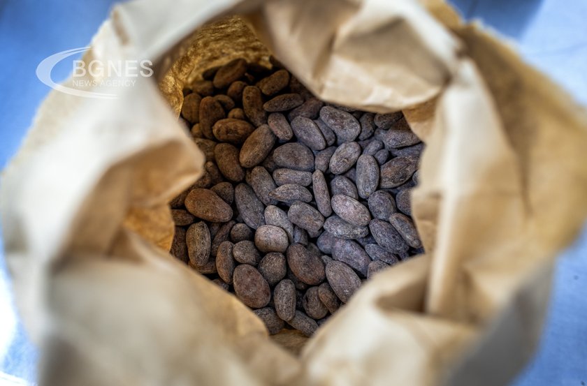 Какаото се превръща в луксозна стока на световните пазари