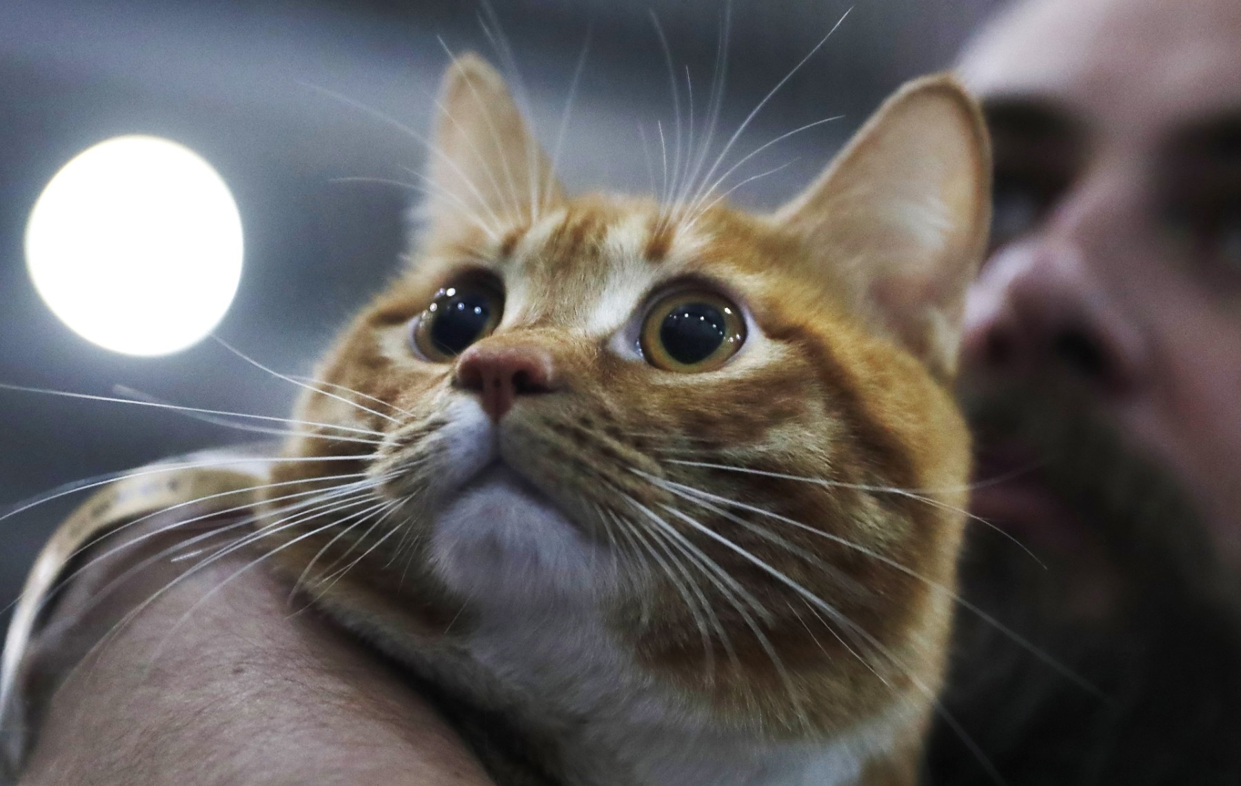 Пияница изпра котката в пералнята за отмъщение на жена си