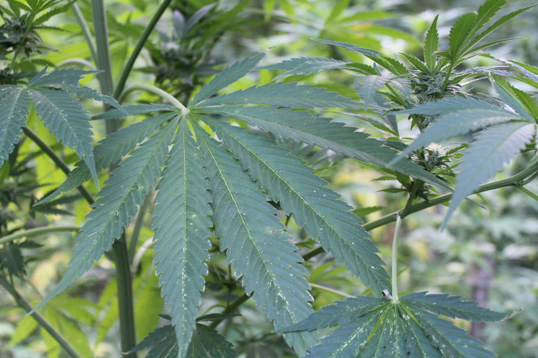 Фестивалът на канабиса "420" в Денвър с аромат на свобода и долари