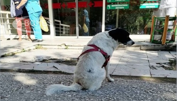 Куче чака два дни своя собственик пред болница в Прилеп