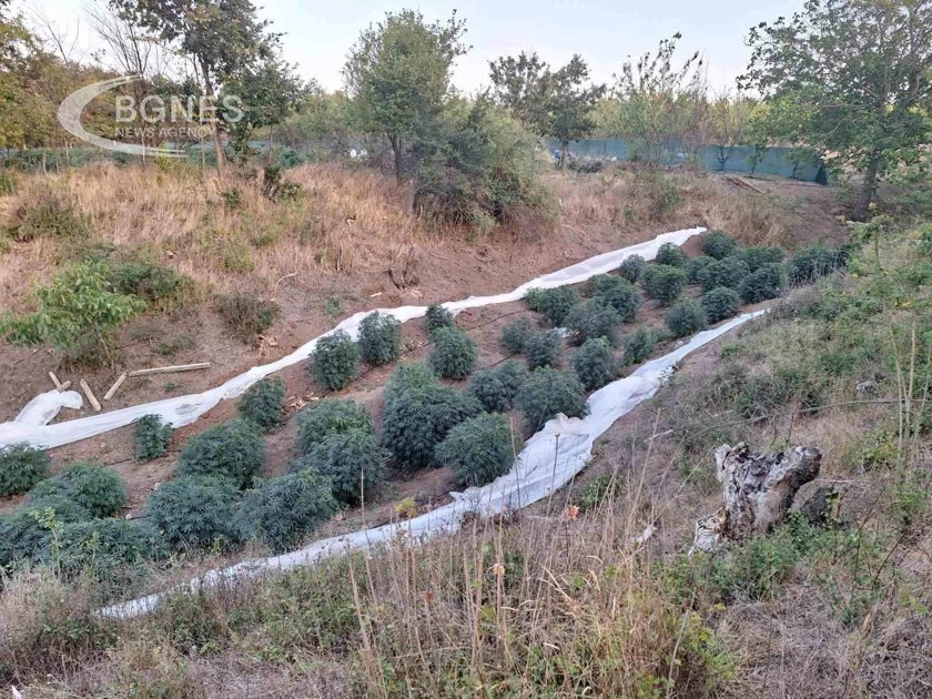 Нива с канабис за 1 милион лева откриха в поморийското с. Бата