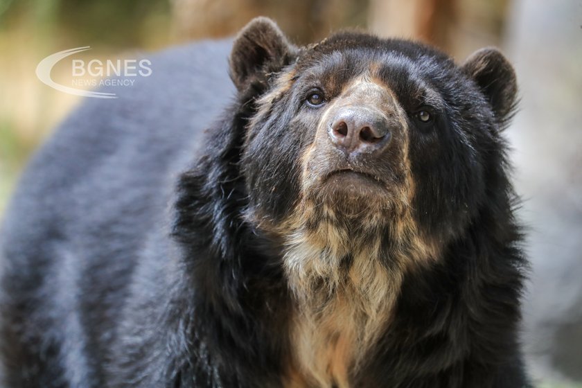 „Опасна" мечка е убита в италианските Алпи