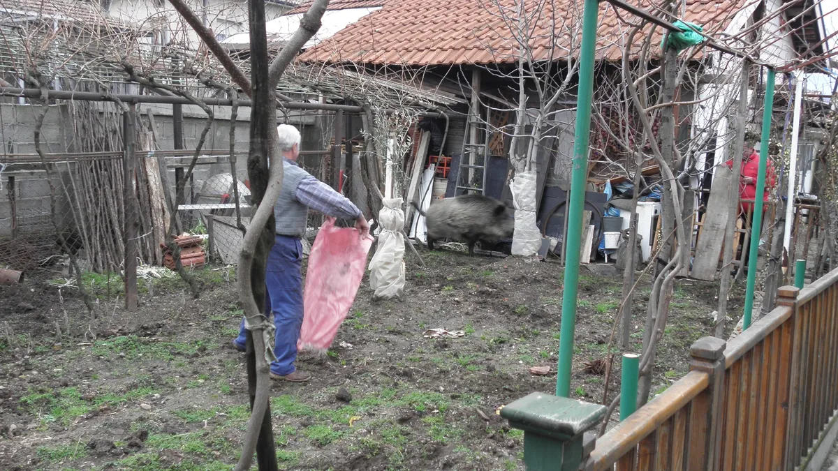 БАБХ напомни на ловците да тестват убитите диви свине за трихинелоза