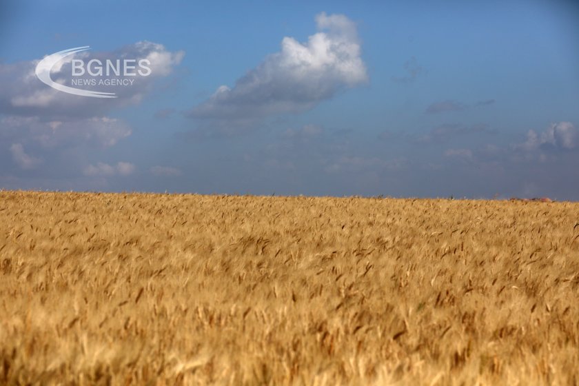 България, Унгария, Полша, Румъния и Словакия искат разширяване на ограниченията за украински селскостопански продукти
