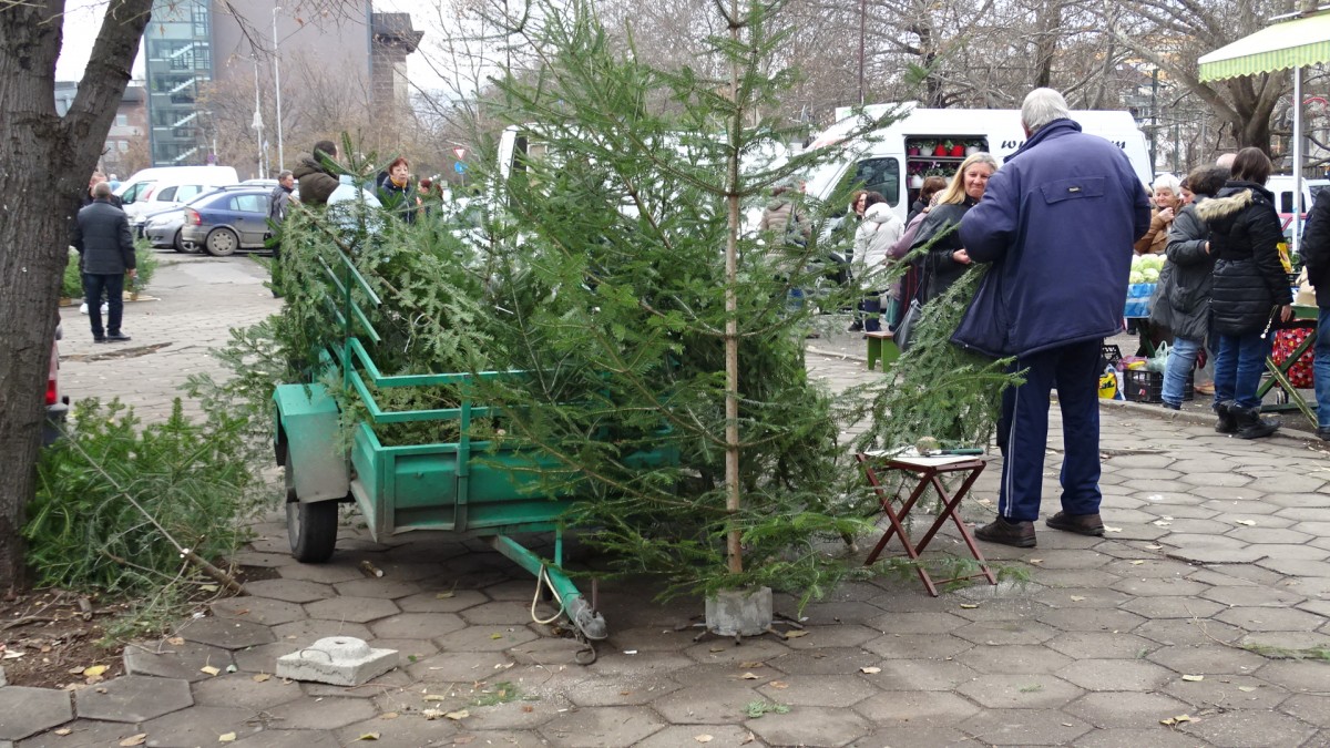 В Благоевград предпочитат изкуствената елха, но ценителите купуват жива