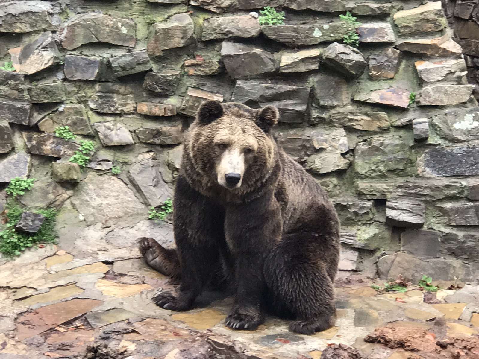 Не всички мечки спят зимен сън