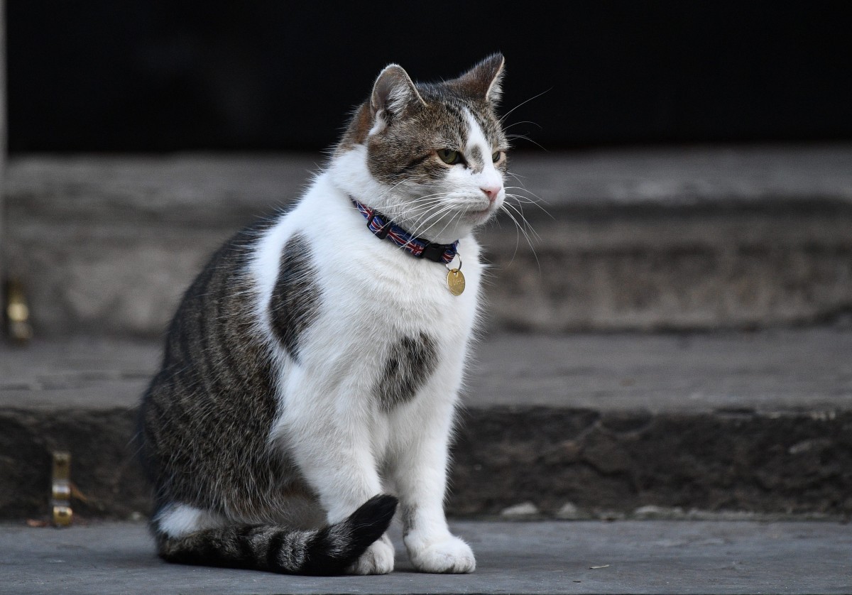 Котките са подходящи за тестване на ваксини за COVID-19