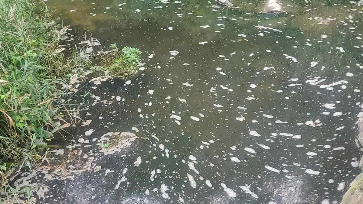 Мъртва риба в река Съзлийка, водата е замърсена за пореден път 