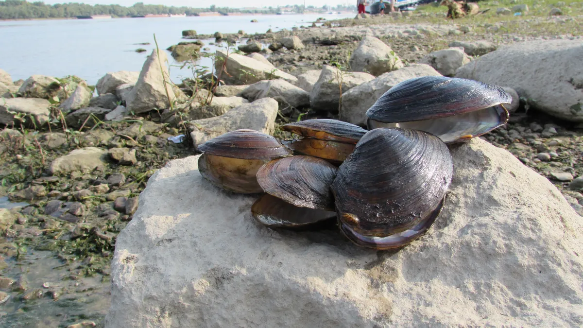 Нов вид мида в Черно море свидетелства, че водите му не са замърсени 