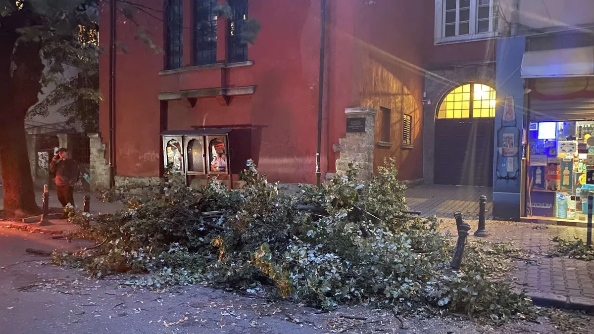 Огромно дърво падна близо до Червената къща в София