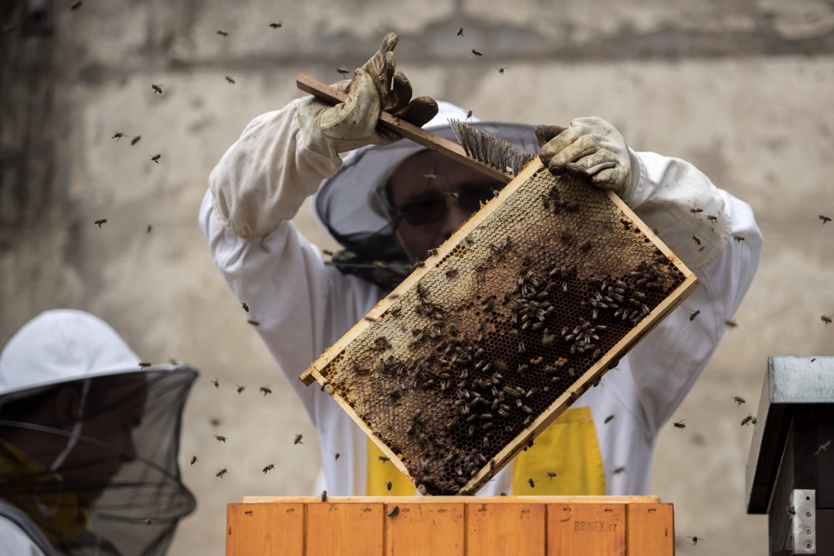 Пчелар: Около 80% от добития мед не е реализиран