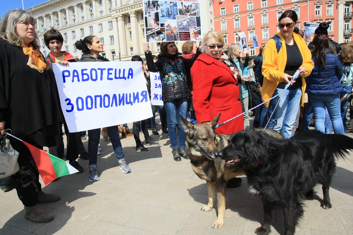 Протест в София срещу насилието над животни