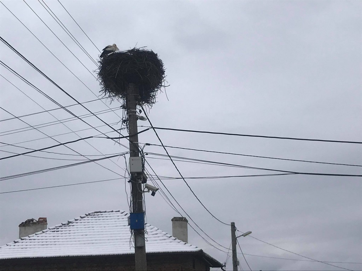 Щъркели пристигнаха в Челопеч, снегът ги изненада неприятно