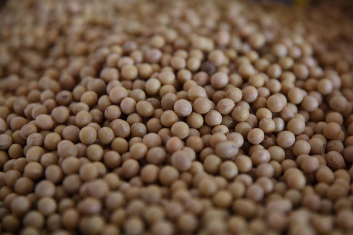 Соевите продукти са вредни за здравето