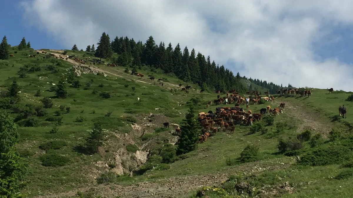 Спасители издирват румънски турист в района на връх Ботев в Стара планина
