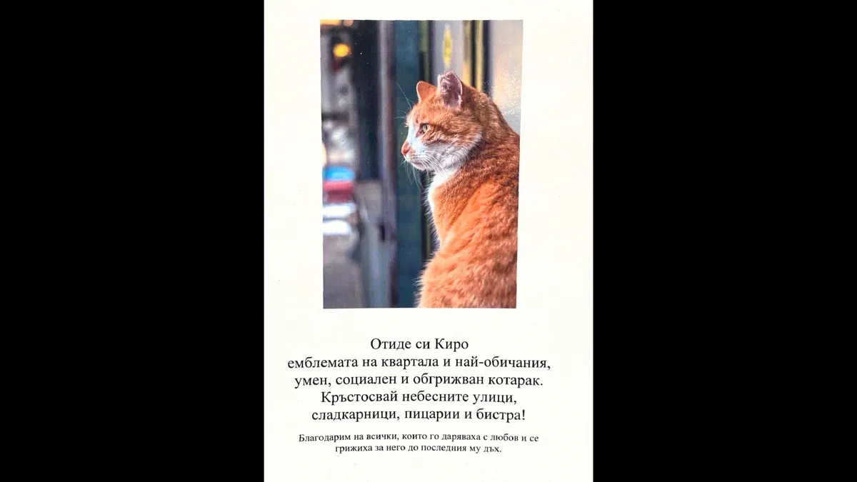 Столичани направиха некролог на любимия котарак Киро от центъра