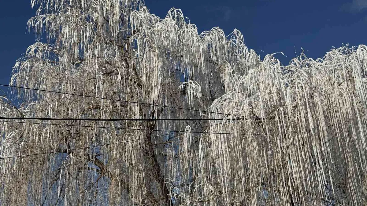 Студено, с валежи в събота, 4 януари
