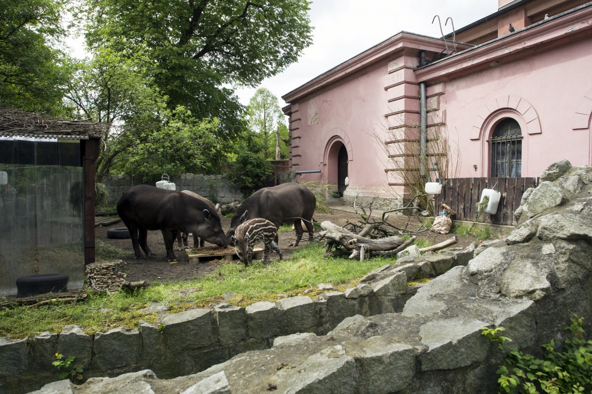 Тапири се заселиха в луксозното имение на наркобарон