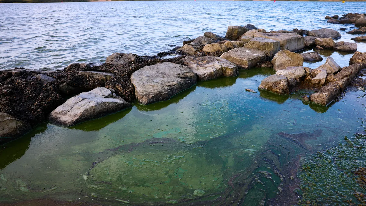 Токсични водорасли убиват морския живот край австралийското крайбрежие