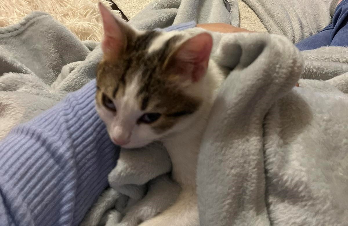 Защо котките мъркат?